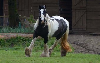 MILIONOVA kobylka irskeho coba (Irsky cob) - 10