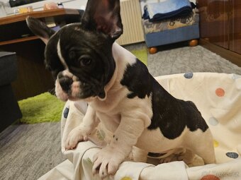 Francouzský buldoček - 10