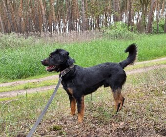 BENÍK K ADOPCI - přátelský, akční, umazlený - 10