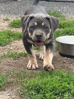 American Bully XL / XXL Blue Tricolor - 10