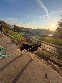 Štěně. Husky s PP 7měsíců 🥲 - 10