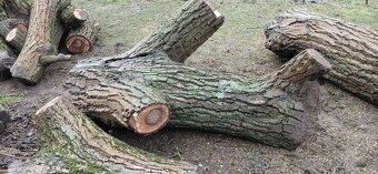 Prodej ořešáku - 10