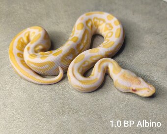 Krajta královská - 10