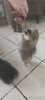 Pomeranian - 10