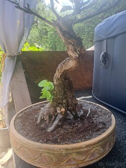 Bonsai,Bonsaj Olše - 10