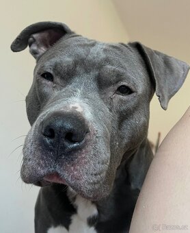 Americký stafordšírský teriér – štěňátka k odběru - 10