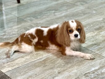 Prodám fenku king charles spanel - 10