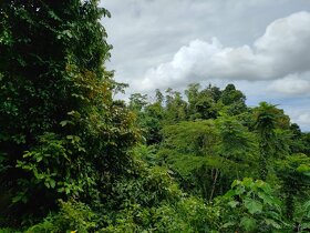 Farmy Kostarika Rio Claro - 10