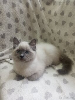 🐾 Čistokrevná Ragdoll koťátka s PP – ihned k odběru 🐾 - 10