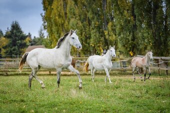 Perspektivní Lusitano klisna - 10