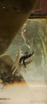 Krunýřovec jednopruhý - OTÍK - 10