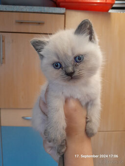 Britský kocour ke krytí - 10