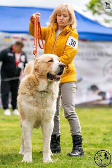 Středoasijský pastevecký pes, SAO štěňata s PP FCI, Alabai - 10