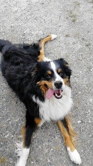 Hiro - Bernský salašnický × australský ovčák - DARUJI - 10