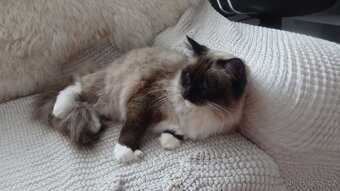 ragdoll,radgoll,nekastrované kočky na prodej - 10