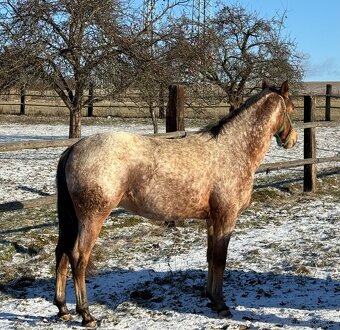 Prodám mladou klisnu zajímavé barvy - 10