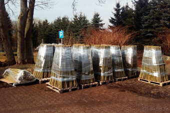 Japonský topol - sadba - 10