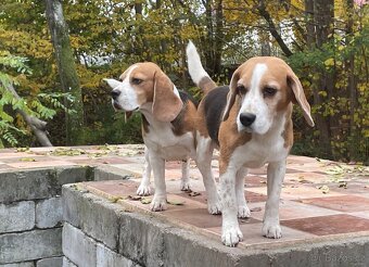 Bigel, bigl, beagle s PP /FCI/ - 10