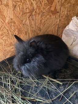 Králíci- zakrslý - 10