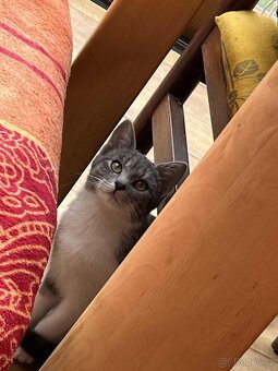 Daruji kocourka a kočičku dorostence - 10