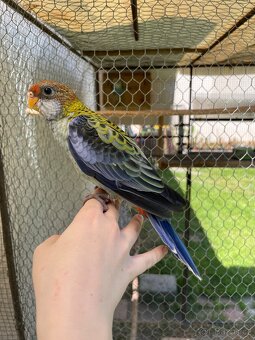 Rosela žlutohlavá 🦜 - 10