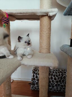 Ragdoll - 10