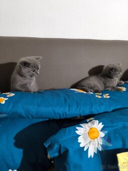 Britská modrá koťátka - 10