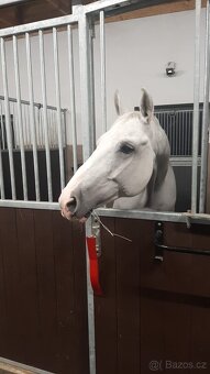 Ustájení koní - 10