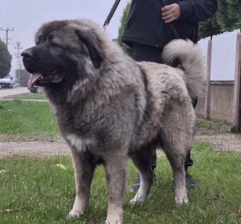 Šteňátko Kaukaz - 10