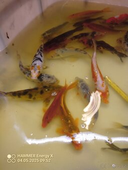 Koi - 10