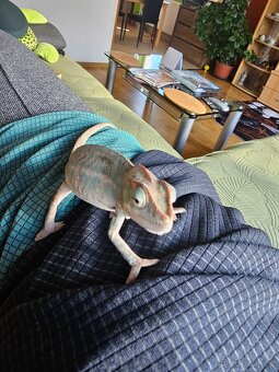 Chameleon pardálí - 10