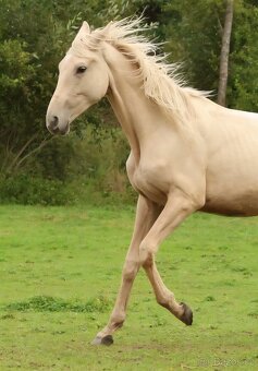 2,5 letí atraktivní a hodní valáškové - 10