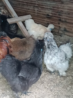 HEDVABNIČKA VELKA - 10