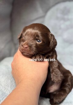 Maltipoo F1 Chocolate ‼️ 900€ / Graff - 10