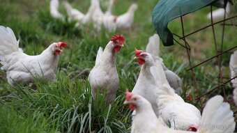 Slepice Kuřice Nosnice Dominanty 19 týdnů staré - 10