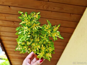 SEMENA Africká okrasná kopřiva Coleus - 10