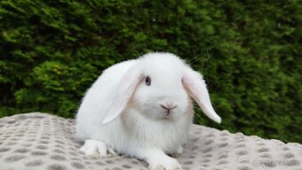 Zakrslý beránek, králíček, králík-HOLLY - 10