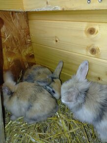 Prodám zakrslé králíky - 10