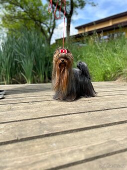 Yorkshire terrier, jork, jorkšírsky terier s PP - 10