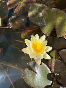 Leknin vodní rostlina kvetoucí posledních 10ks - 10