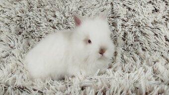 Zakrslý králík, králíček -(TEDDY)-HERBERT A HEIDY - 10