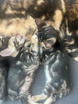 Bengálská kočka - 10