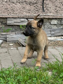 Belgický ovčák Malinois - 10