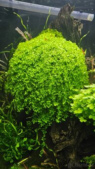 Akvarijní rostliny - 10