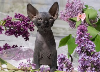 Sphynx - 10