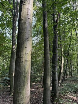 Prodám lesní pozemek v k.ú. Trnová, p.č. 157/6 - 10