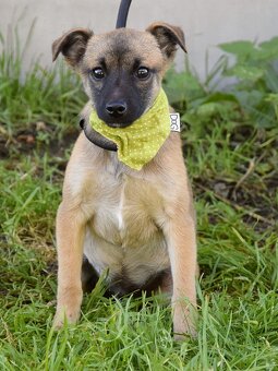 Samko hledá domov - 10