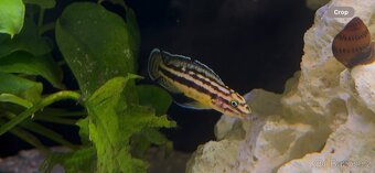 Africké cichlidy, axolotly - 10