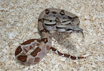 Boa imperator- Sharp Sunglow 66% het Sterling,Hypo Sterling - 10