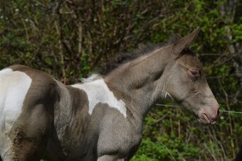 Připouštění AQH plemenným hřebcem Classic Champagne - 10